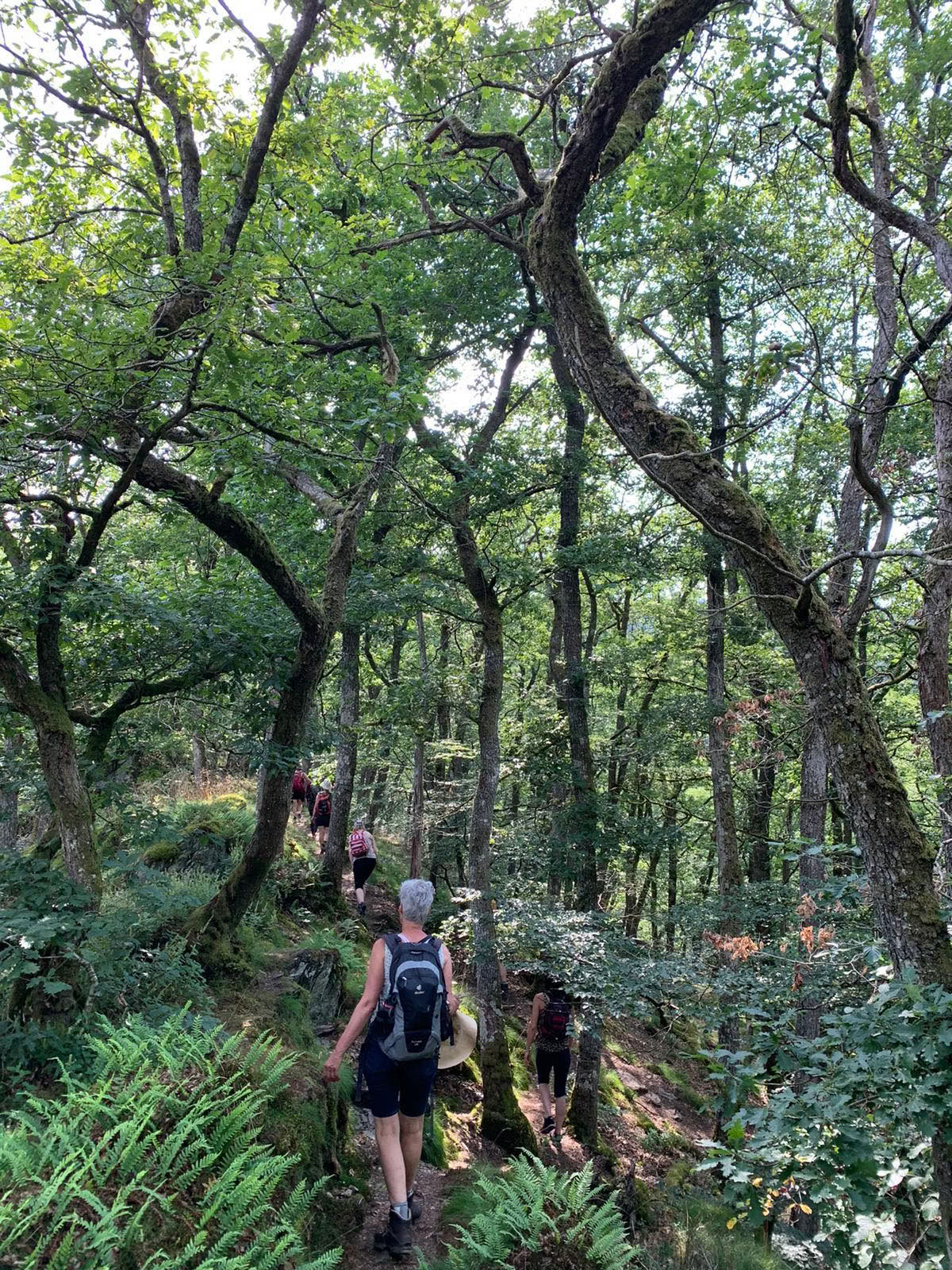 Aarde Solo 24-uurs Vision Quest in het bos – 11 tot 13 september 2026