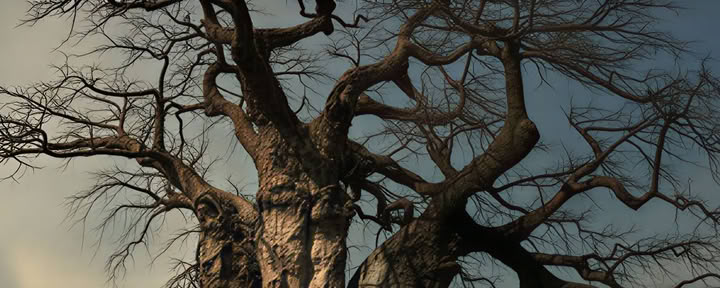 Bosretreat 7 dagen - Hambana Lifestyle Lodge