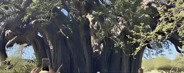 Begeleide rondleiding bij de Baobab