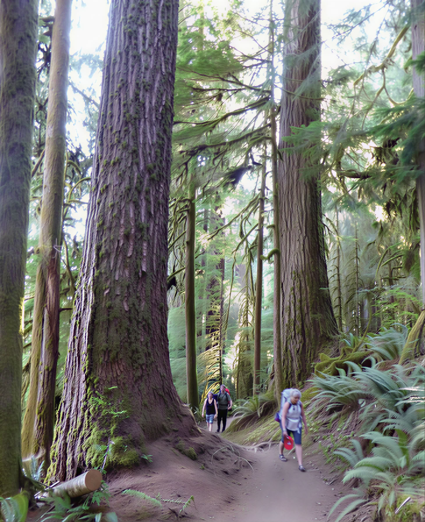 Retraite voor bos- en strandbaden in Olympic National Park