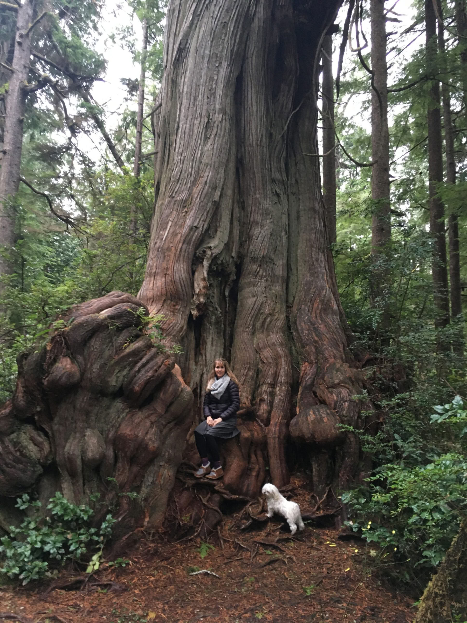 Retraite voor bos- en strandbaden in Olympic National Park