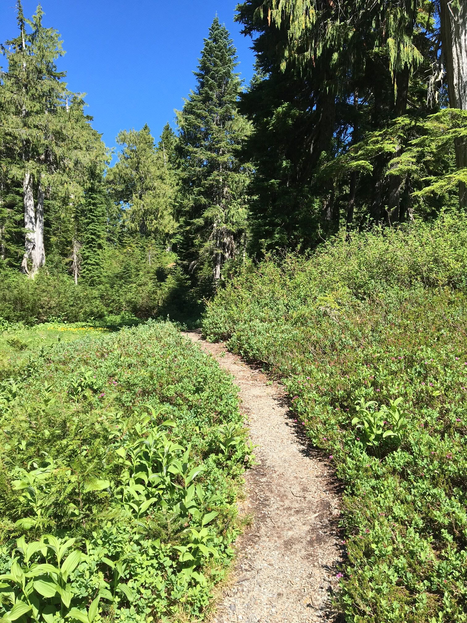 Yoga-, wandel- en healingsretreat bij Fox Creek Falls