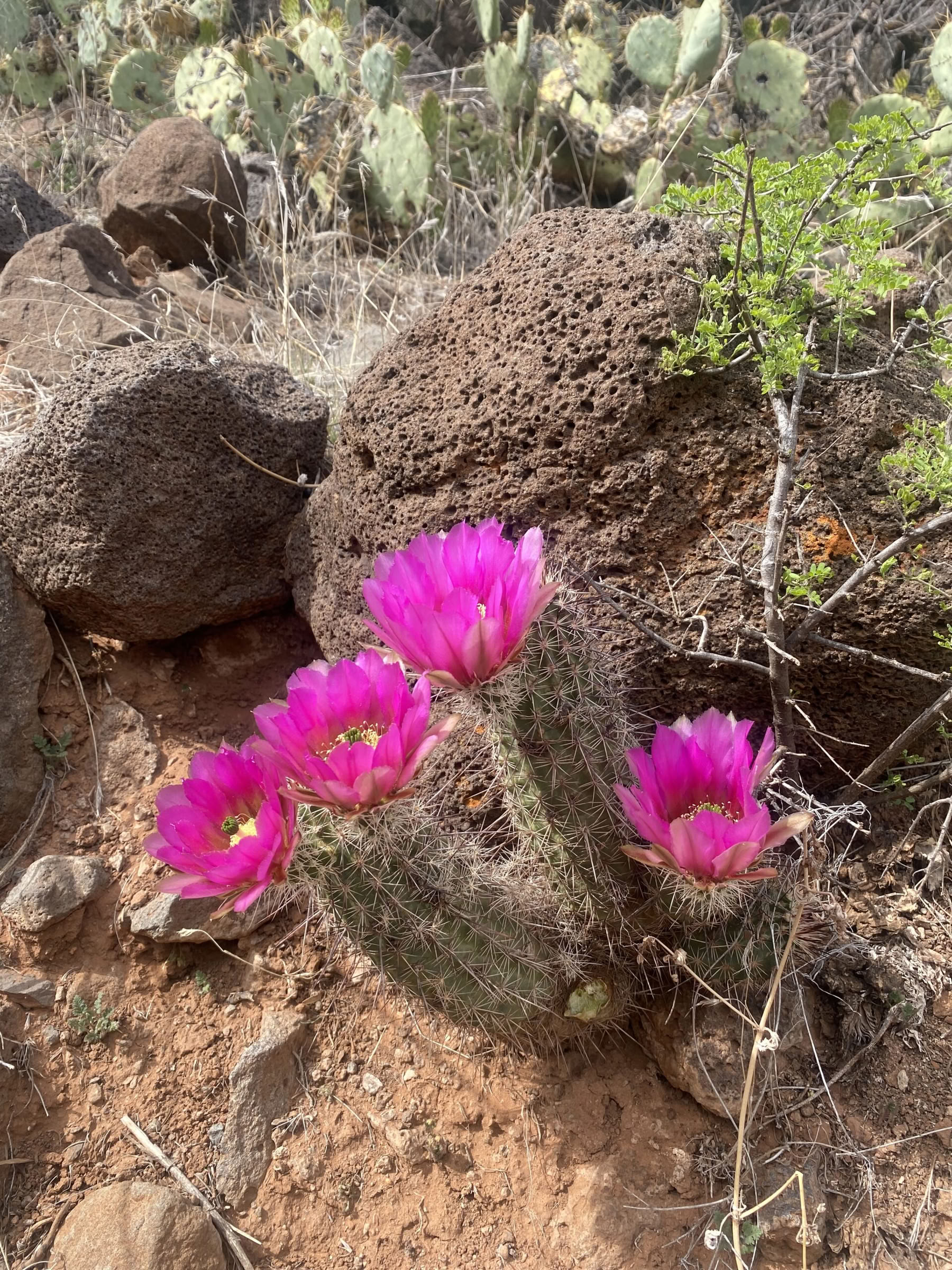 Yoga-, wandel- en helingsretreat in Sedona, Arizona