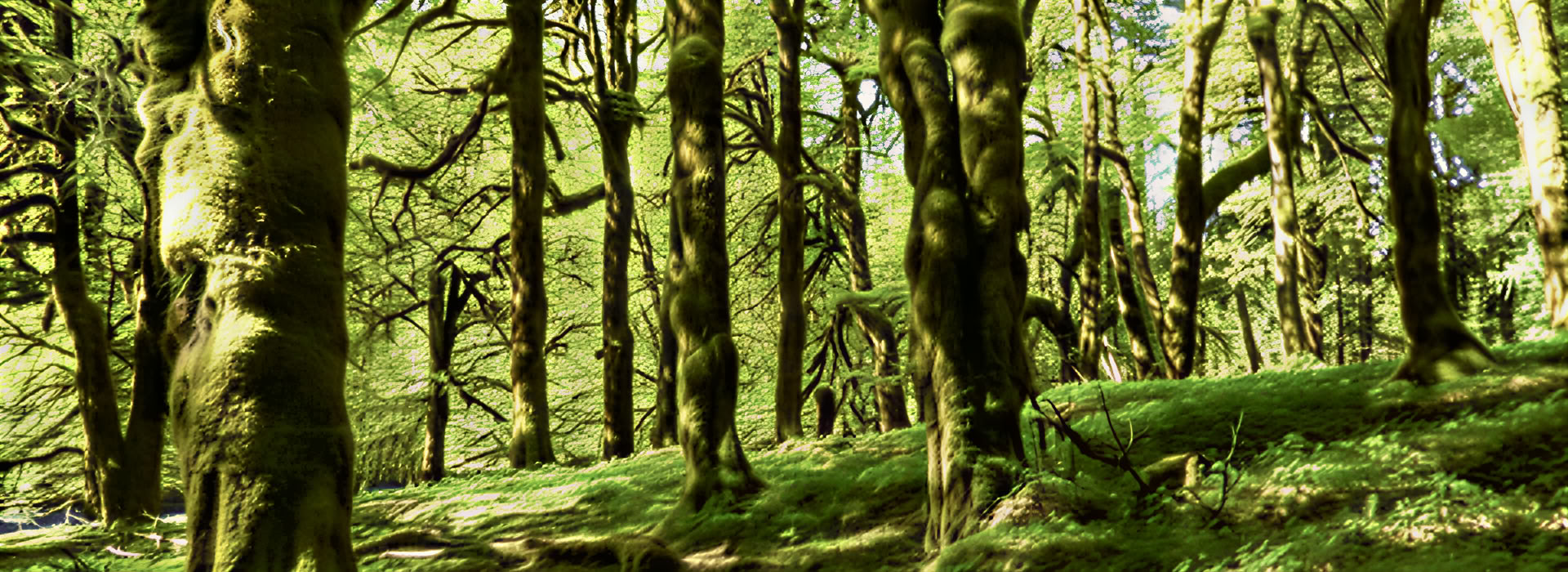 Meditatiewandelretreat bij de Cascades