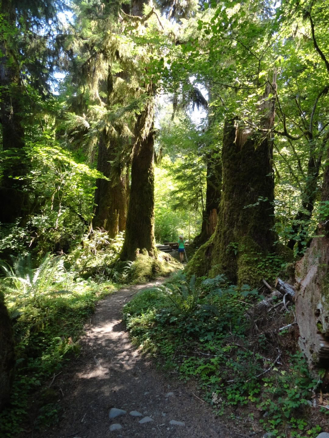 Wandeling over het Cascades Old Sauk-pad
