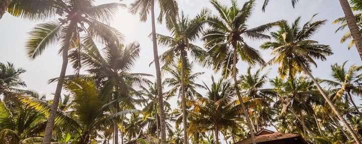 Yoga- en Ayurveda-retreat in India - 1 september