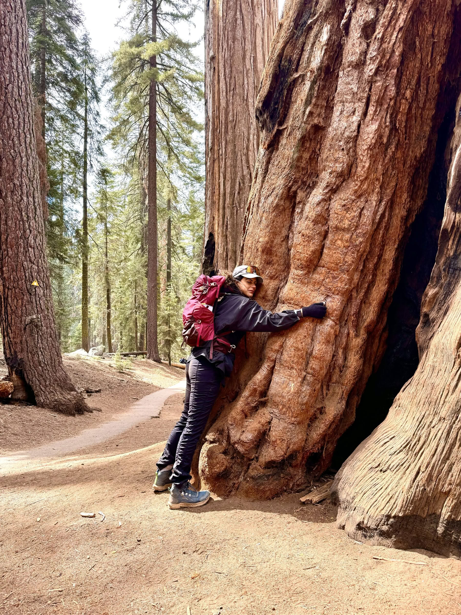 De Magie van Sequoia Ontdekken