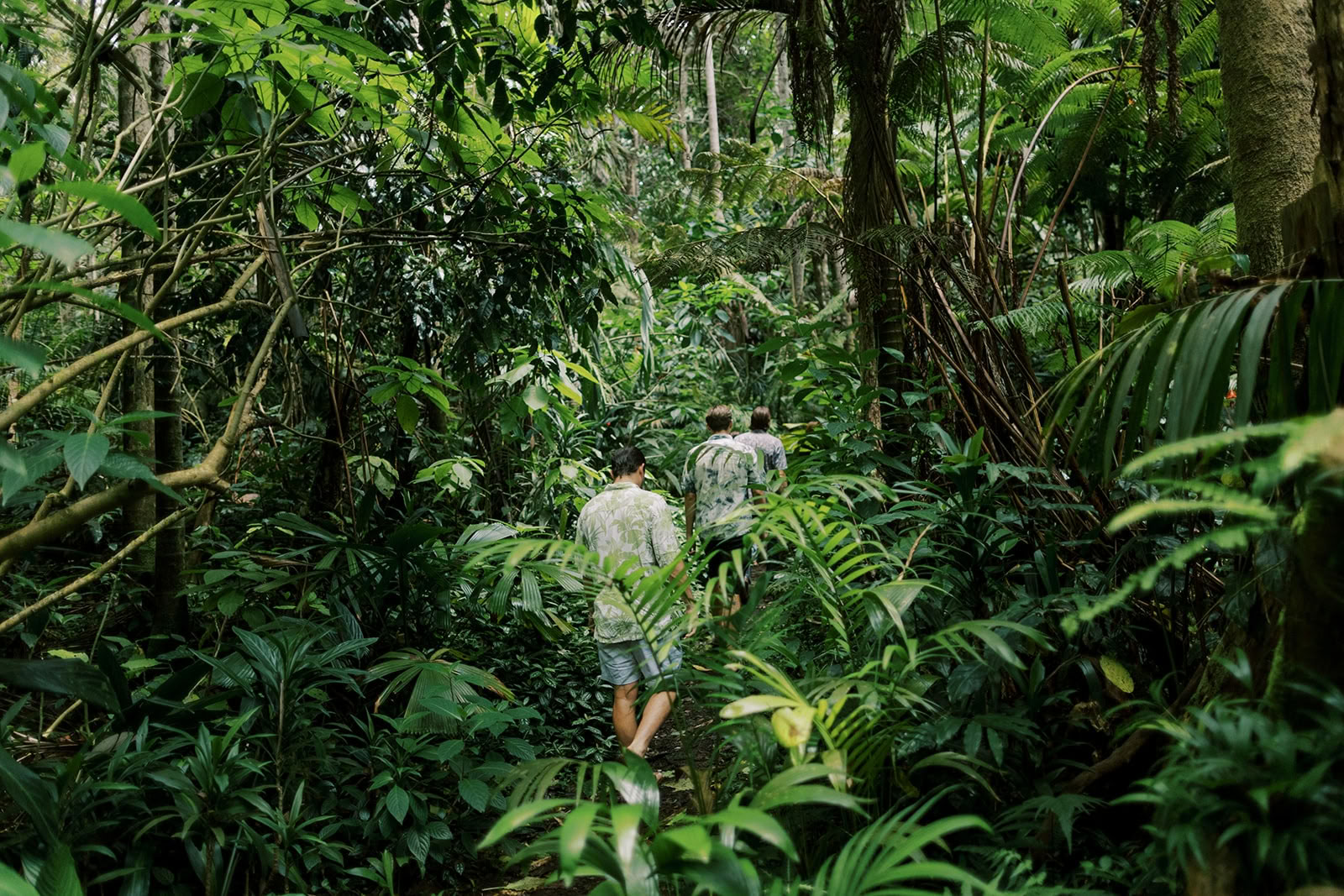 Privétocht door het nevelwoud - Pantropical Trail (1,5 uur)