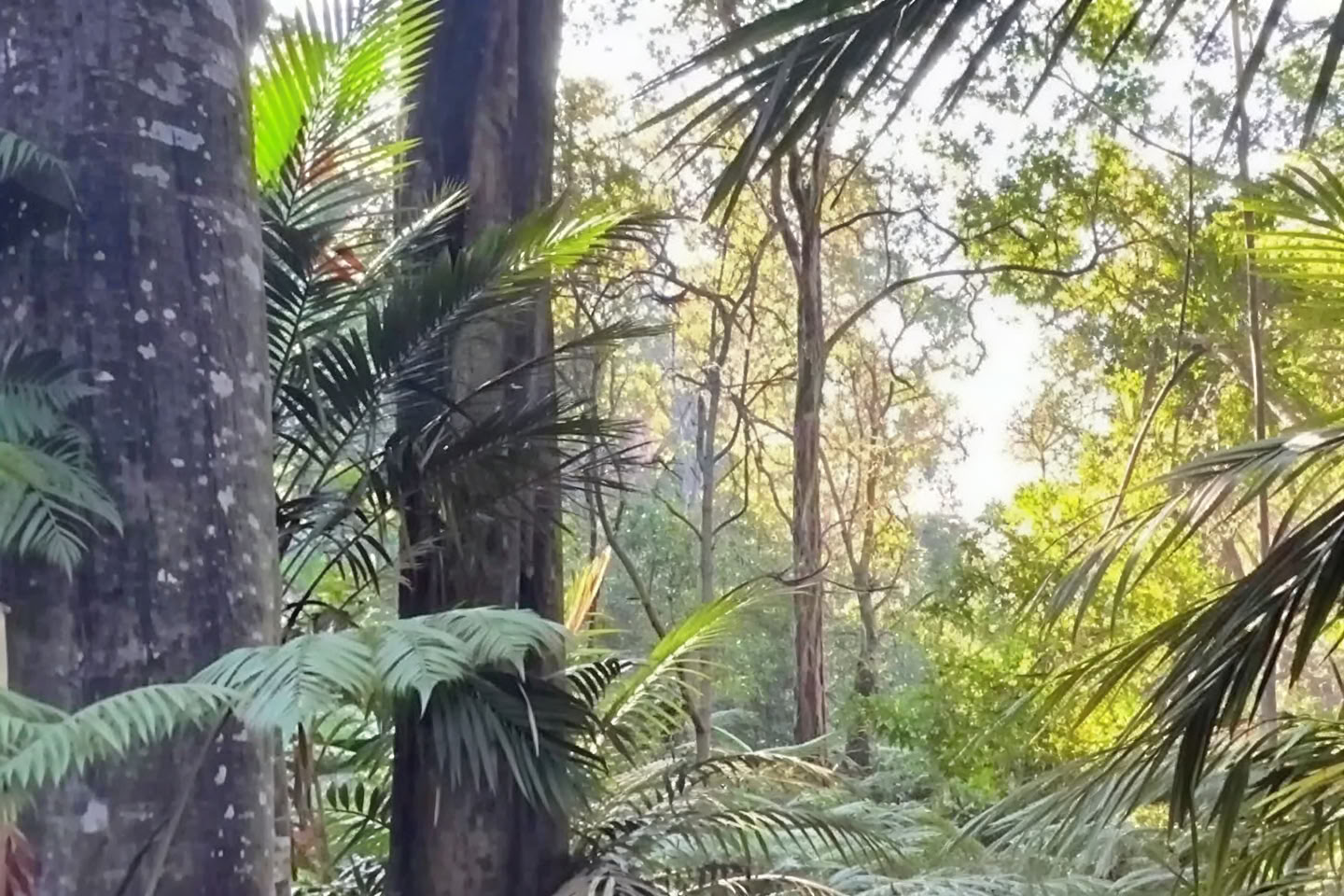 Privétocht door het nevelwoud - Pantropical Trail (1,5 uur)