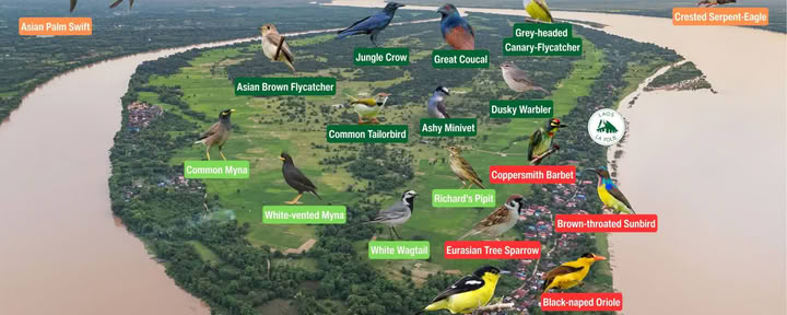 Vogels spotten