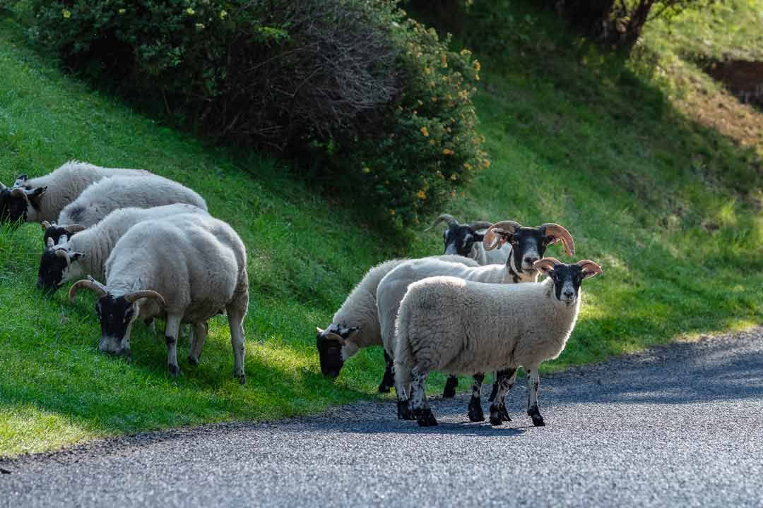 3-daagse yogaretraite Schotland – 28 – 31 augustus