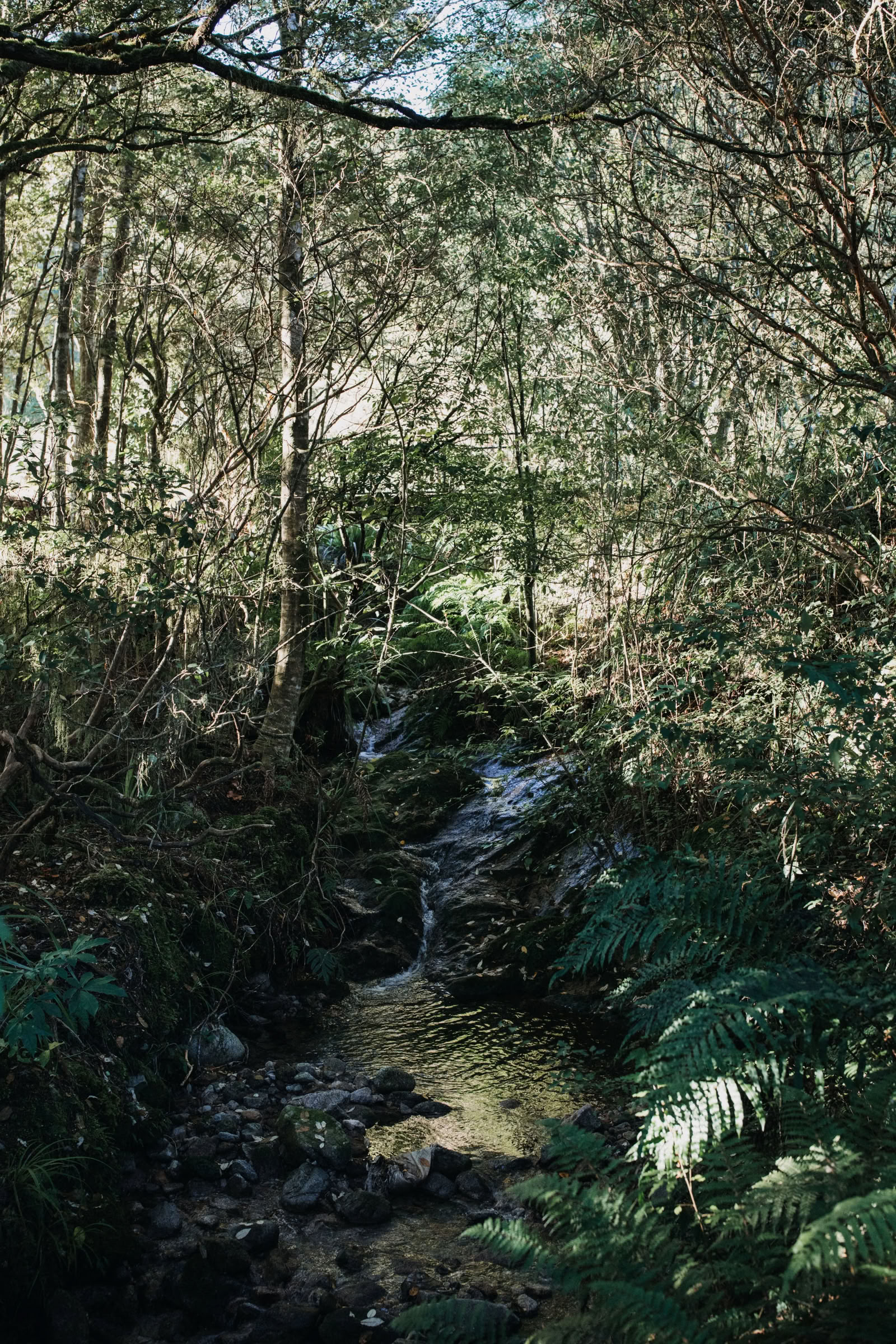 Natuur- en yogaretreat – Zuidereiland, Nieuw-Zeeland met Joan Hyman