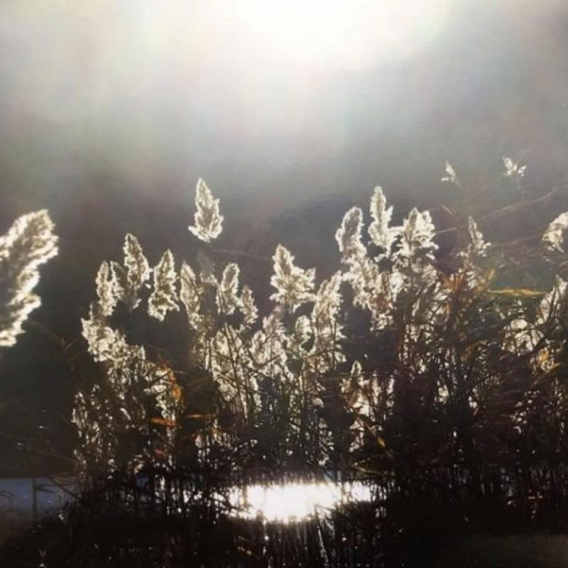 Bevallen in Helend Licht