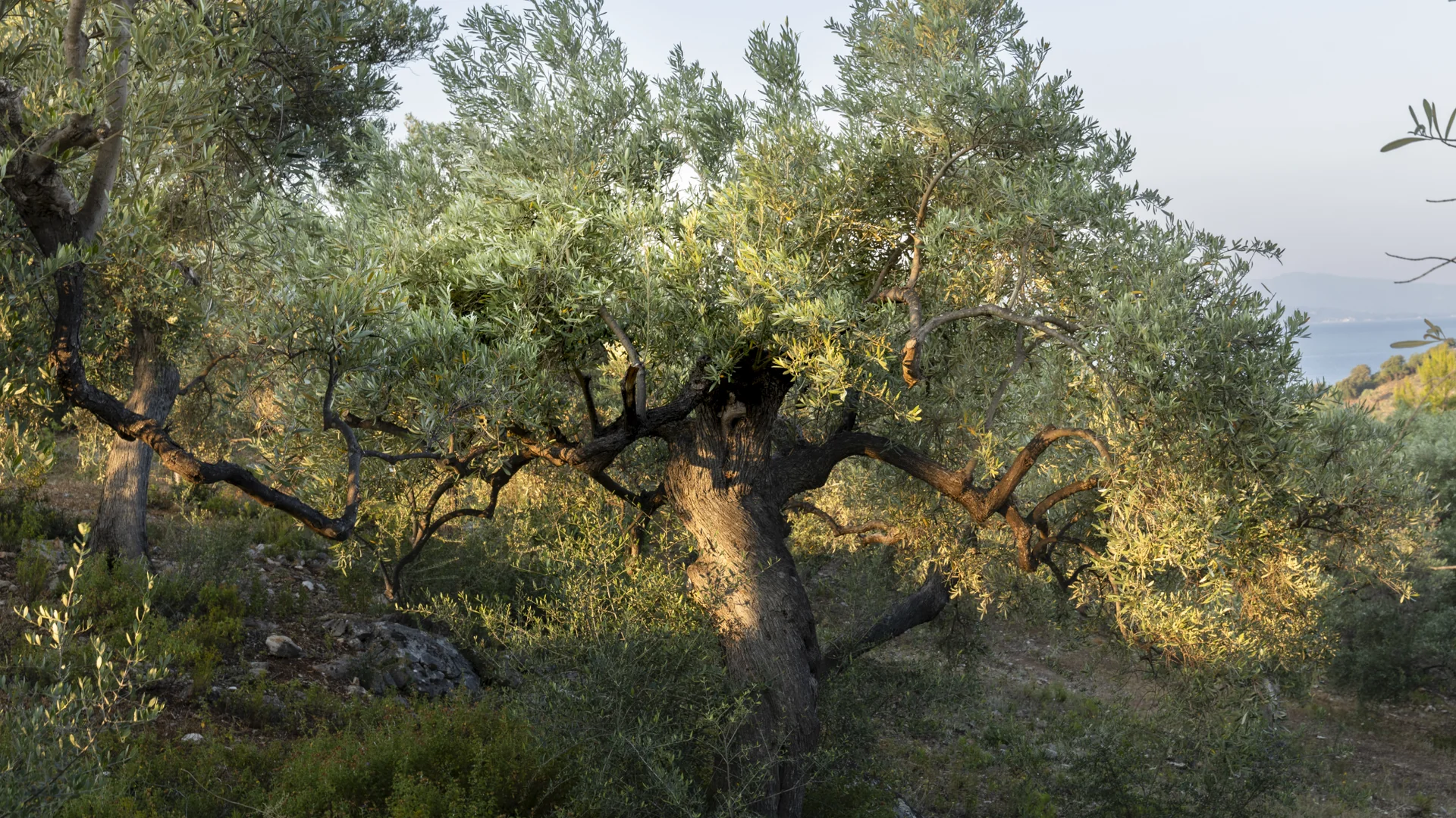 Mindful wandelen