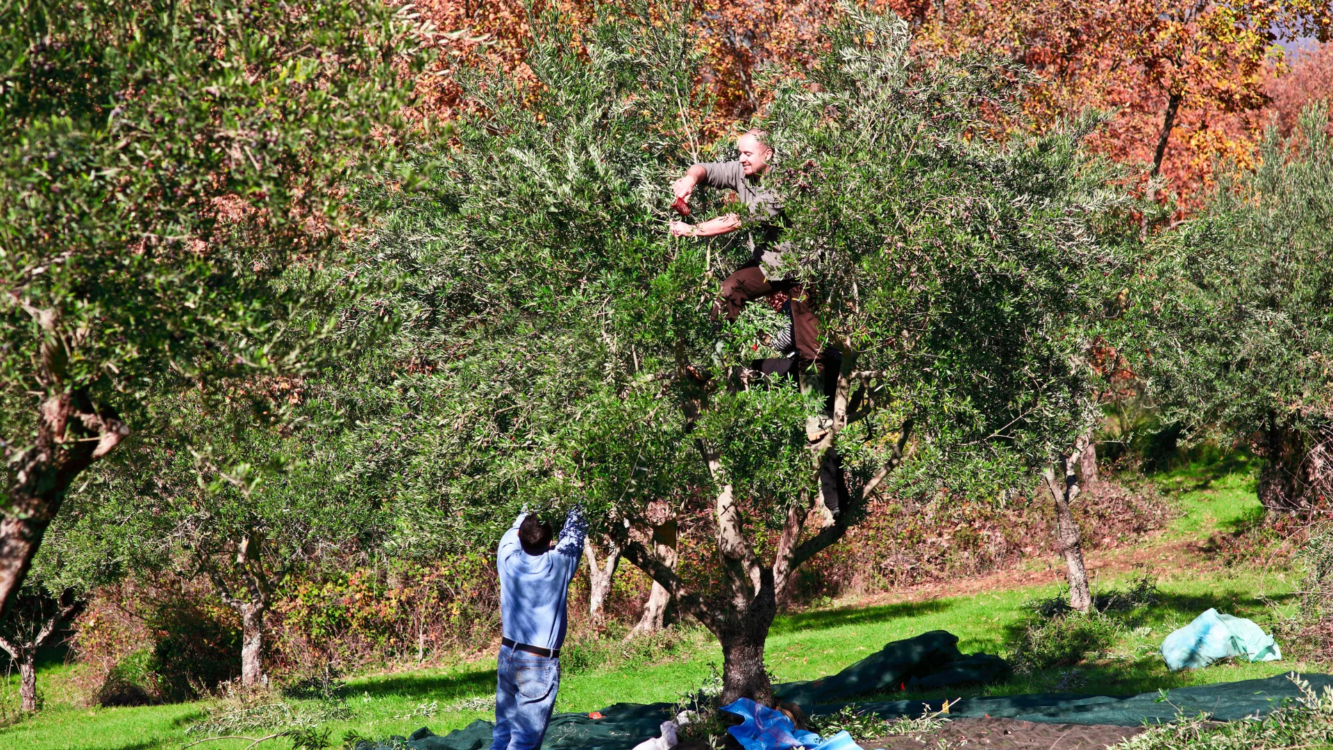 Blije Olijvenoogst Herfst 2026