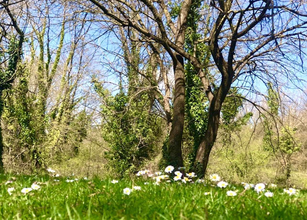 Geworteld in de natuur: een yoga- en qigongretreat onder de bomen