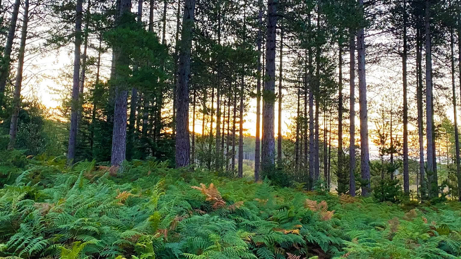 Zielvolle Vagus-reset Herfstdagretraite