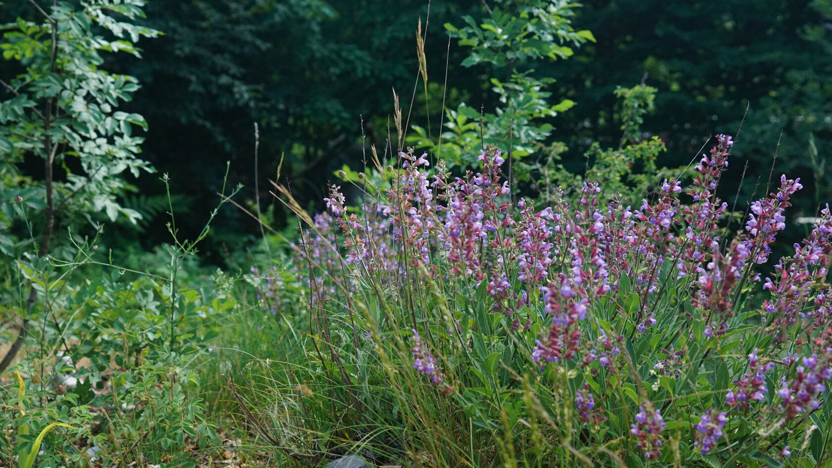 5-daagse yoga- en wandelretreat