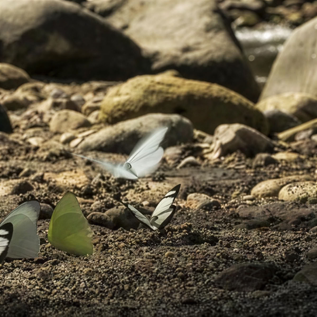 Mindfulness en yoga in de natuur