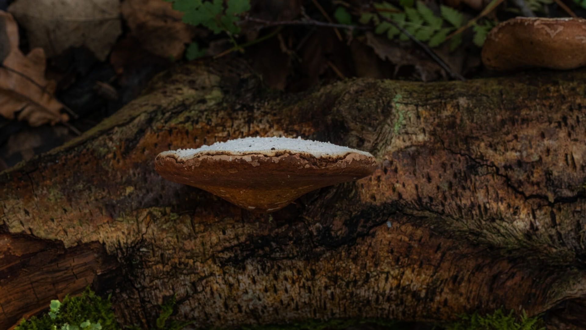 Wild weekend – geneeskrachtige paddenstoelen