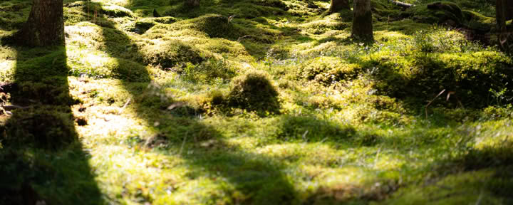 NOR: yogaretreat in Zweden