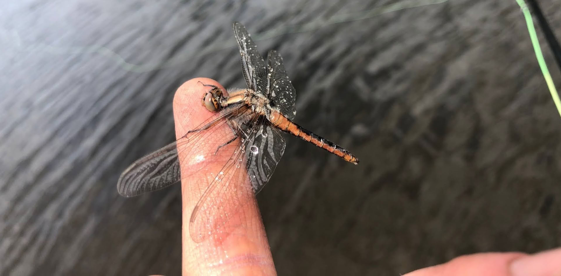 Privé begeleide watervogeljacht met Eastslope Adventures