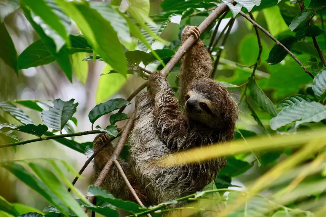 Verblijd door de Natuur Retreat Costa Rica