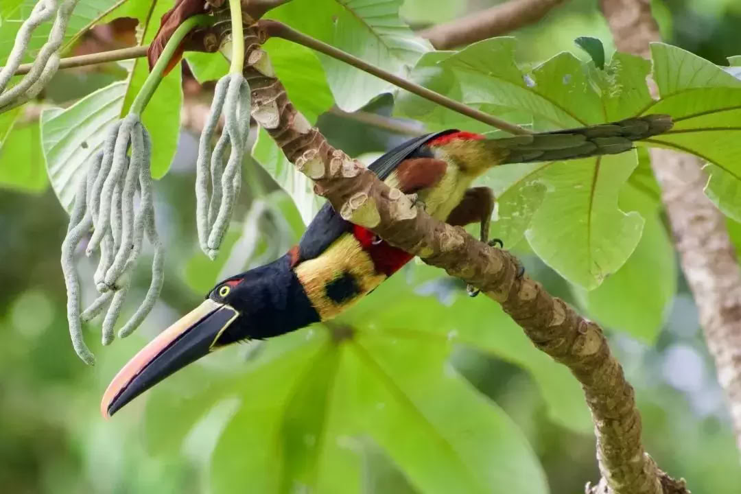 Verblijd door de Natuur Retreat Costa Rica