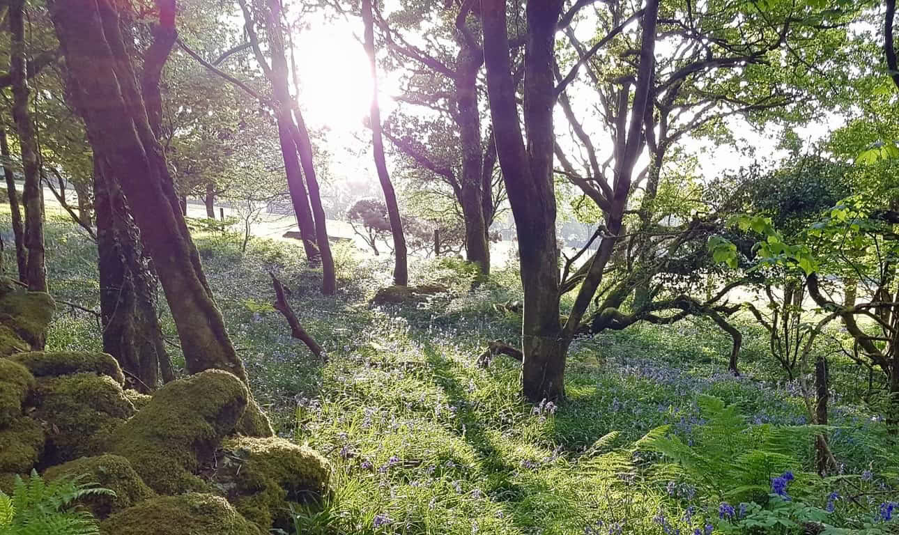 Retraites, dagen en cursussen – Vier nachten retraite bij Rosemerryn in Cornwall