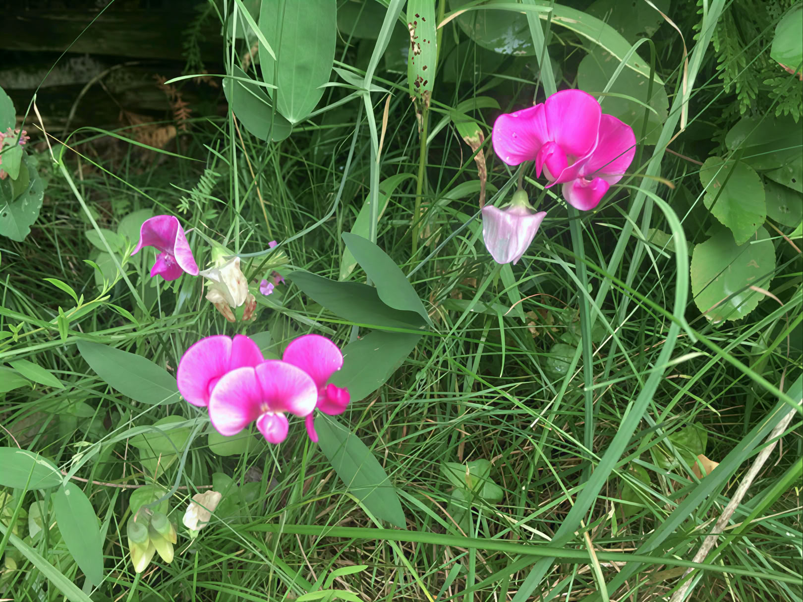 Begeleide yoga in de natuur