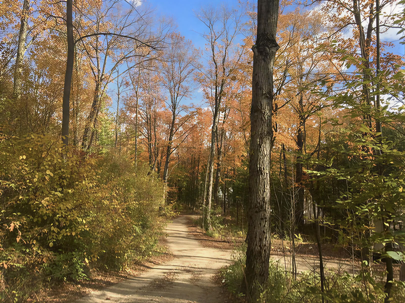 Plantenmedicijnretreat