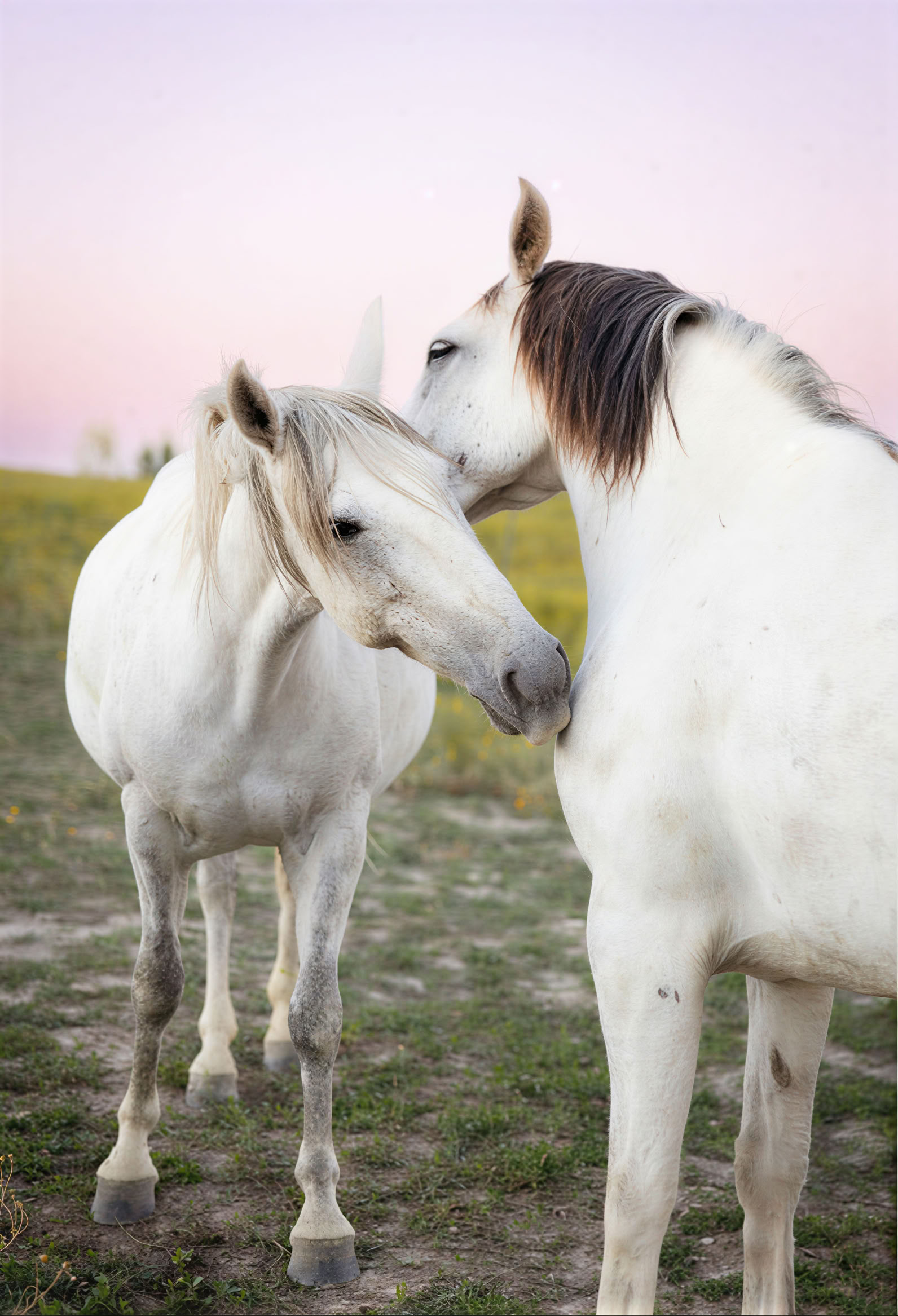 Hart & Paarden Retreat