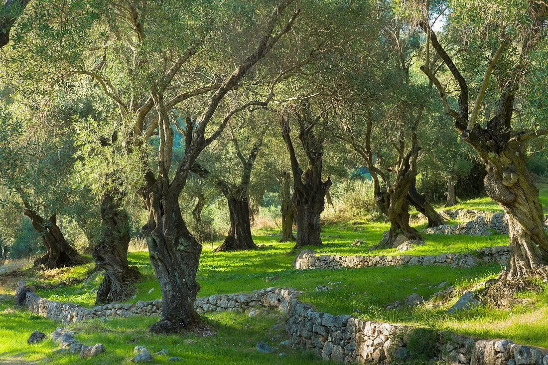 Stralende Zelf Yoga- en Mantraretreat