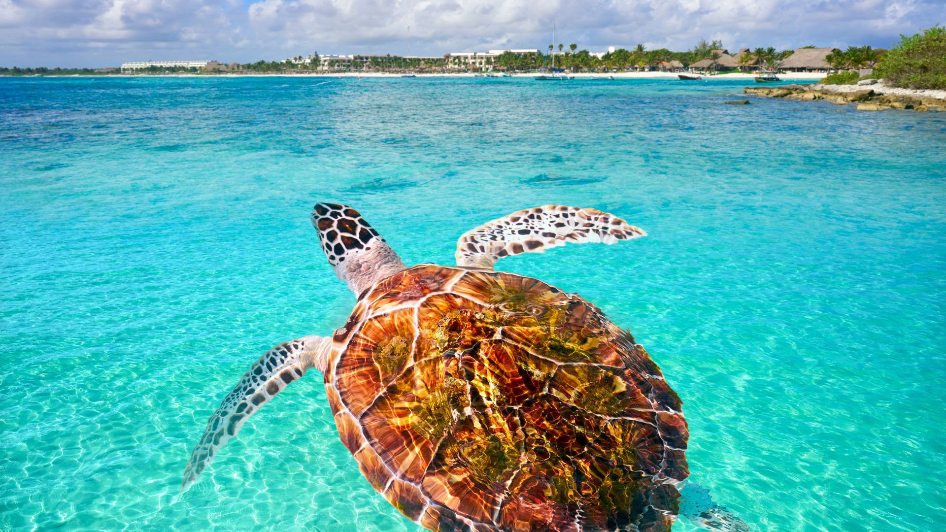 Akumal Wellnessretreat: Suite met uitzicht op de oceaan