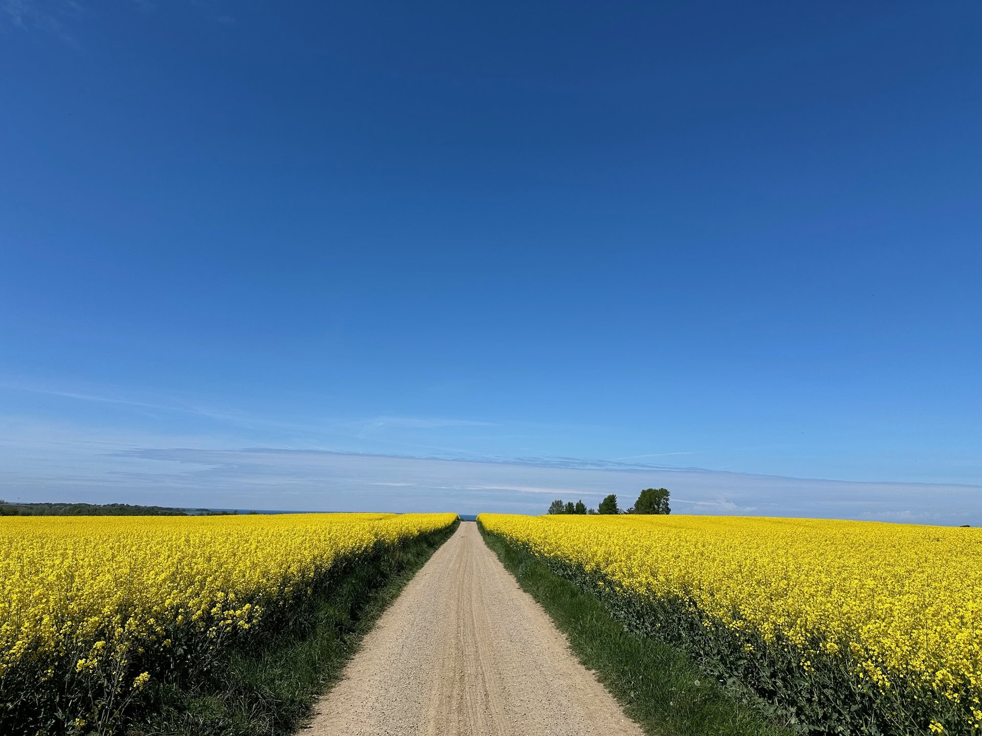 TRE (trauma-/spanningsontladingsoefeningen) workshop - reset je zenuwstelsel — The Held Space - retreats en workshops voor regulatie van het zenuwstelsel bij PTSS, complexe PTSS, angst, burn-out, rouw, trauma, chronische pijn,