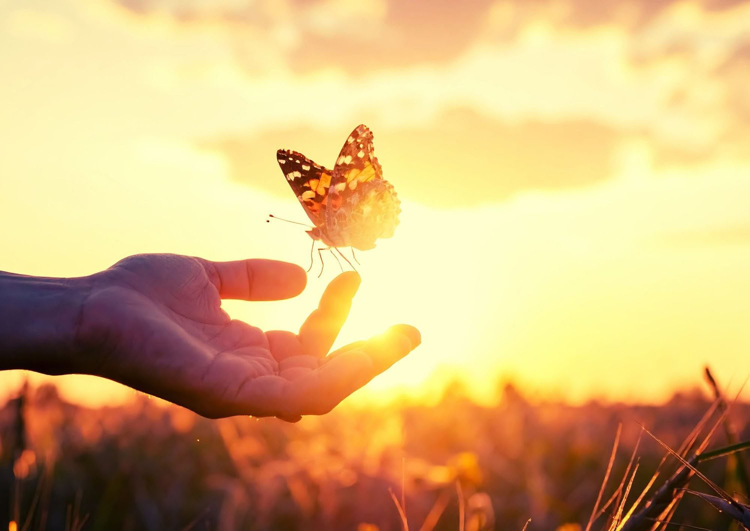 TRE (trauma-/spanningsontladingsoefeningen) workshop - reset je zenuwstelsel — The Held Space - retreats en workshops voor regulatie van het zenuwstelsel bij PTSS, complexe PTSS, angst, burn-out, rouw, trauma, chronische pijn,