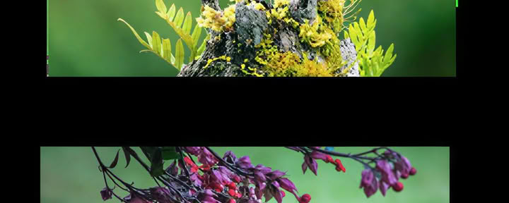 Hampi Yaku — Heilige Planteninfusies