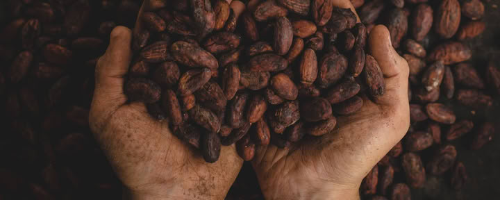 Cacao-emersieretraite