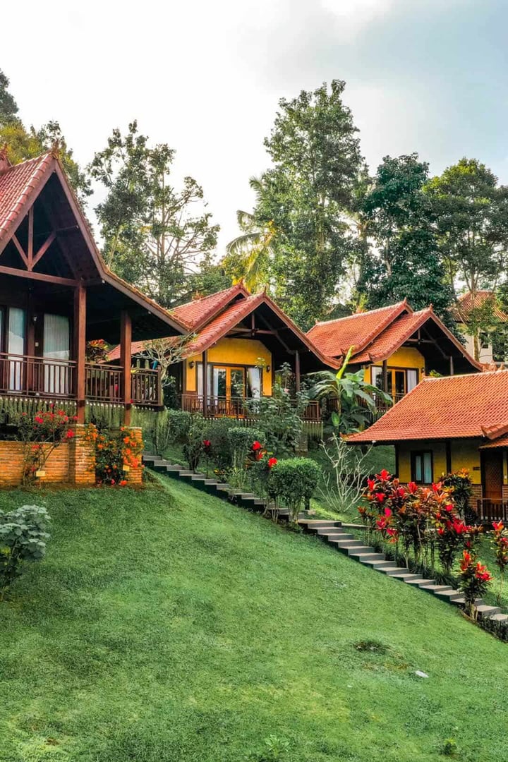 Bali Palmen