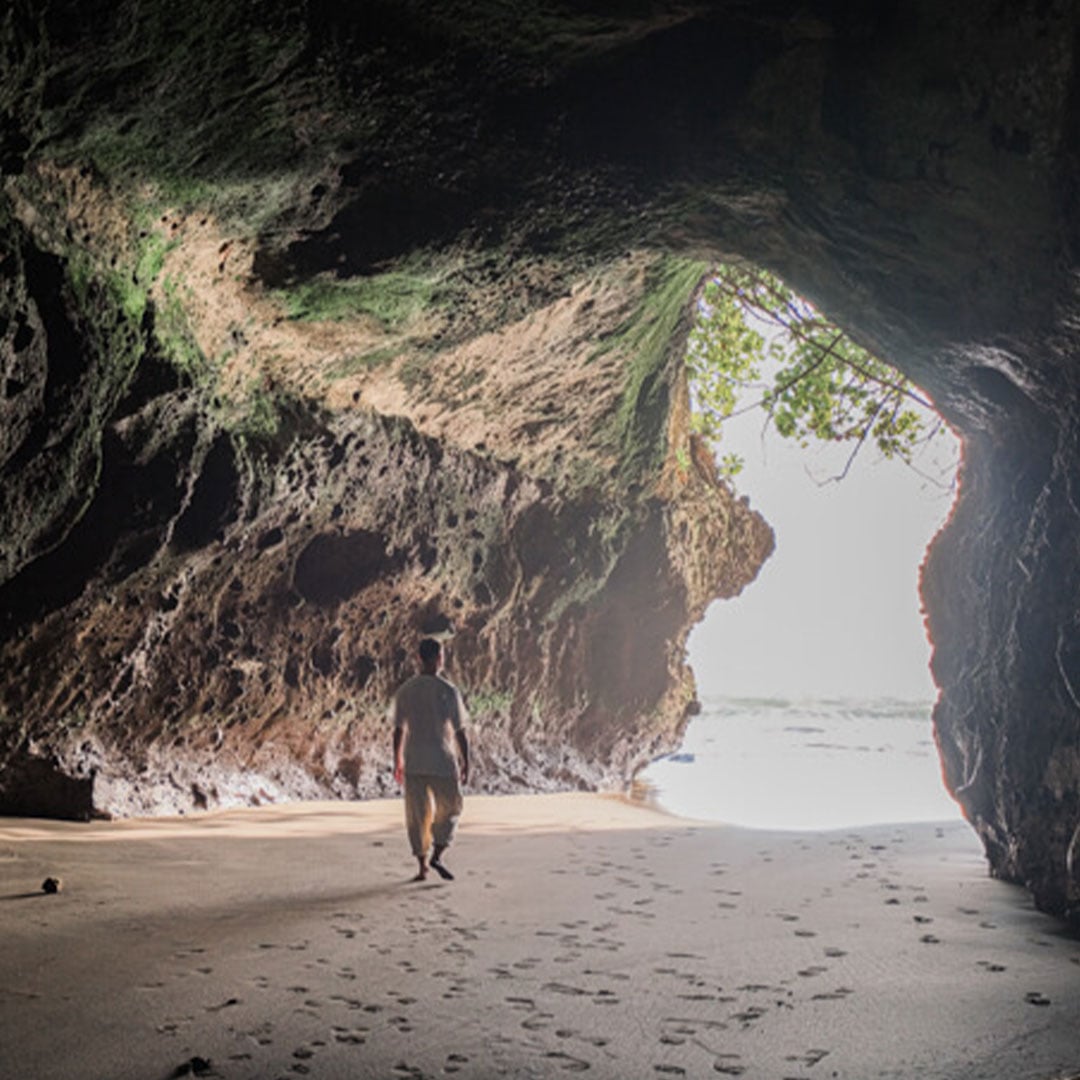 Bali Palmen