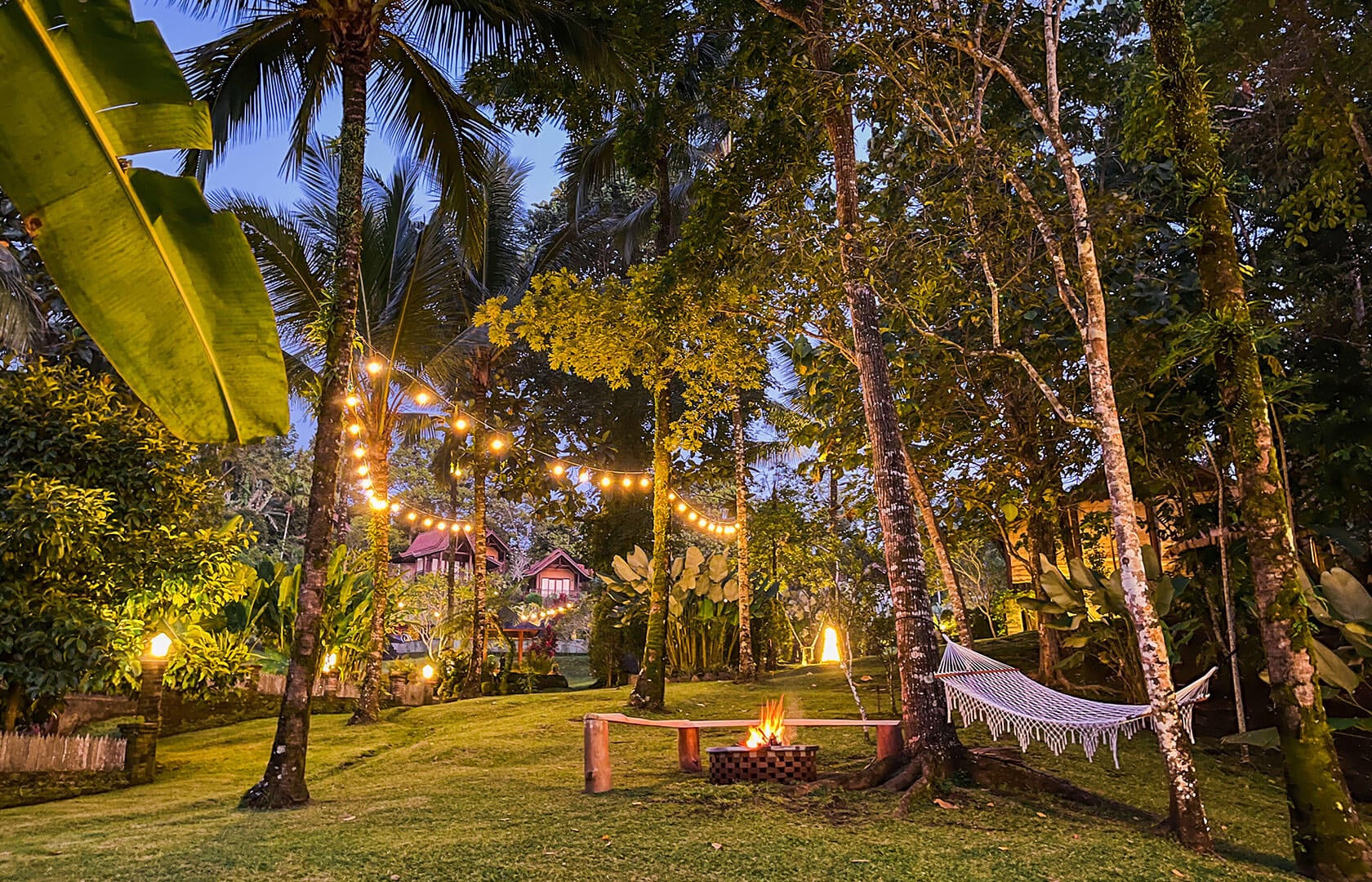 Bali Palmen