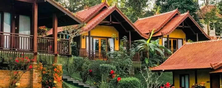 Bali Palmen