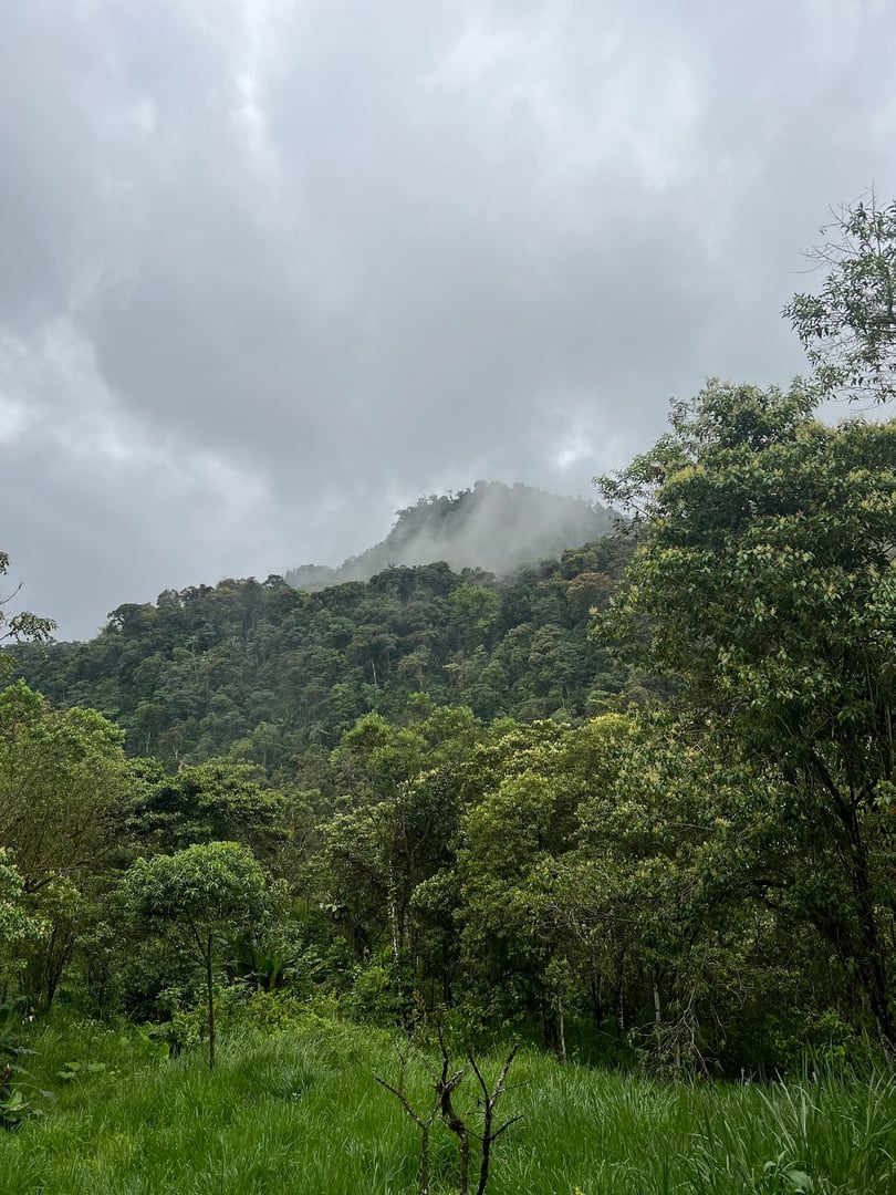Hayulima: Spirituele en plantmedicijn-retreats