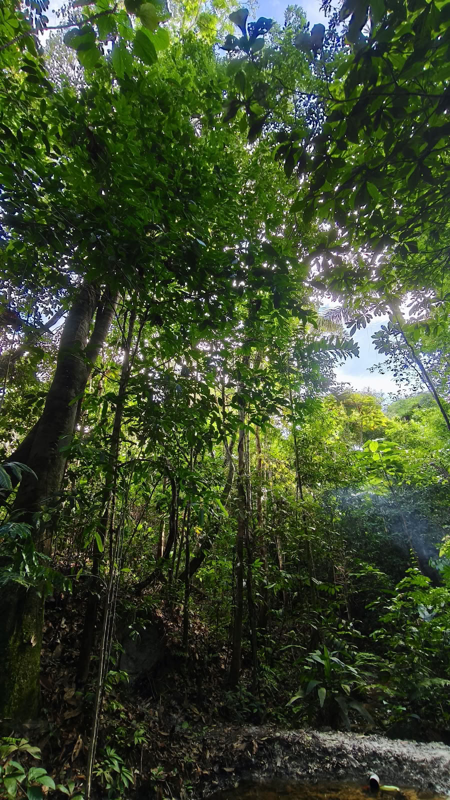 Naturalia retraitescentrum | Ayahuasca-retreat in Peru