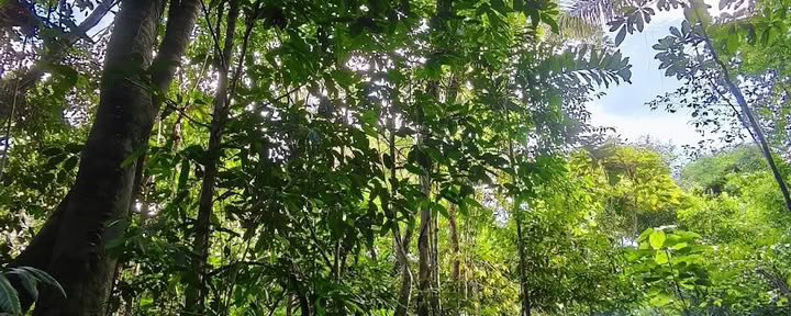 Naturalia retraitescentrum | Ayahuasca-retreat in Peru