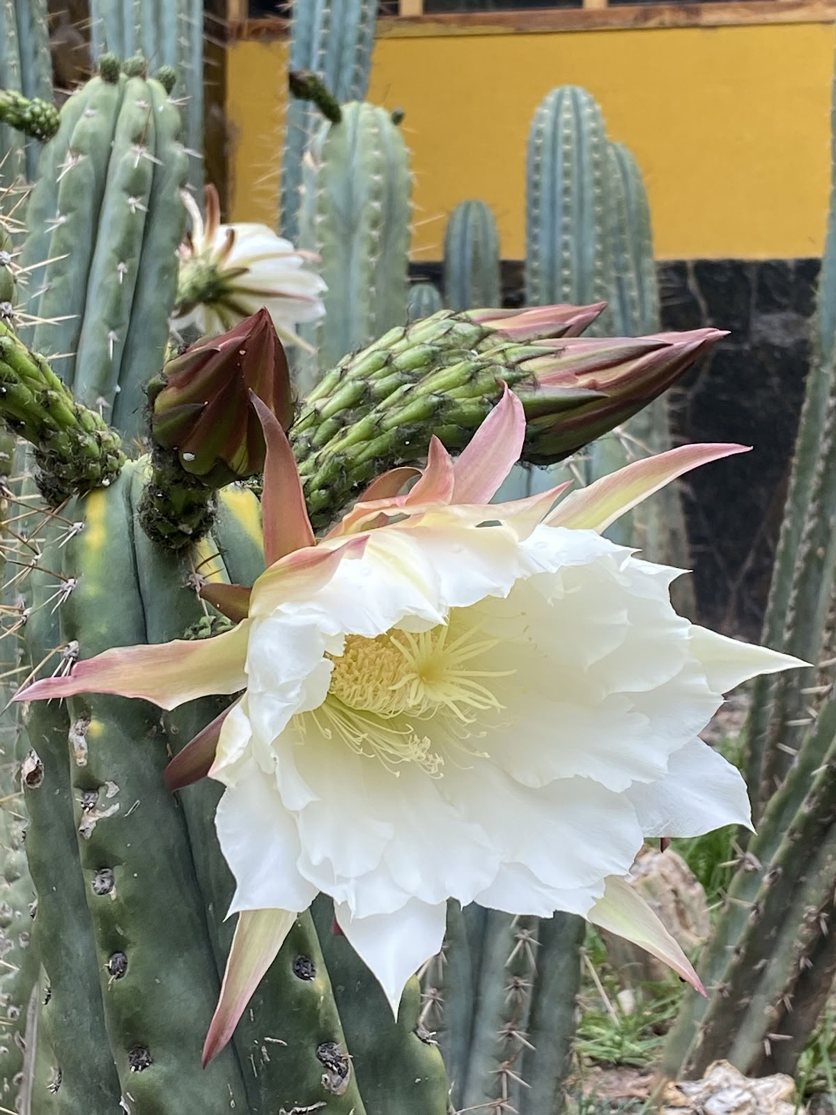 Huachuma Wasi