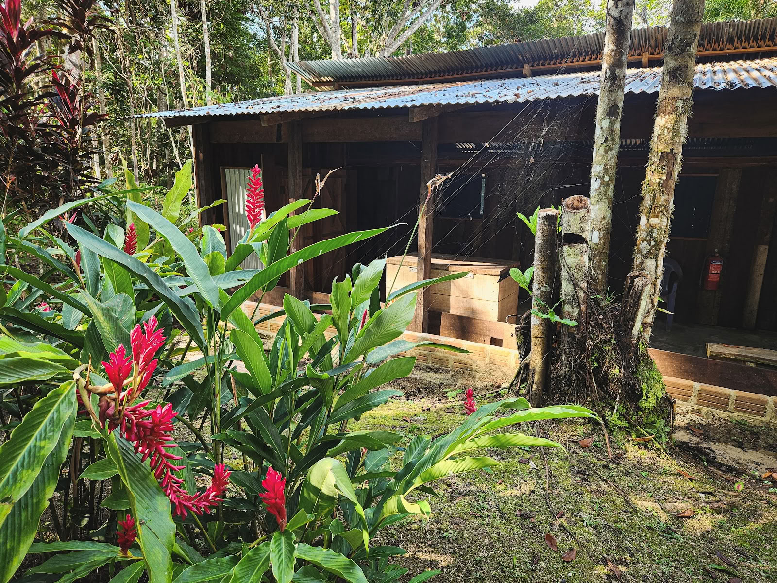 El Purguero Ayahuasca-retreat