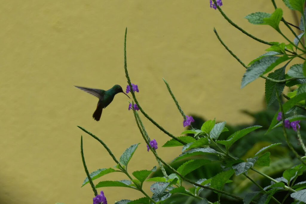 Macaw Lodge