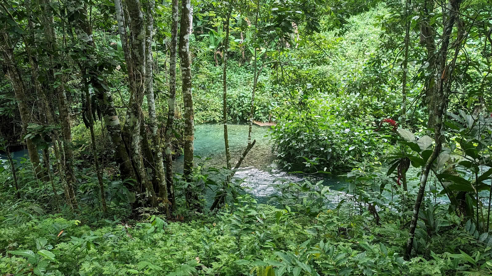 Mycelia-retreat Jamaica