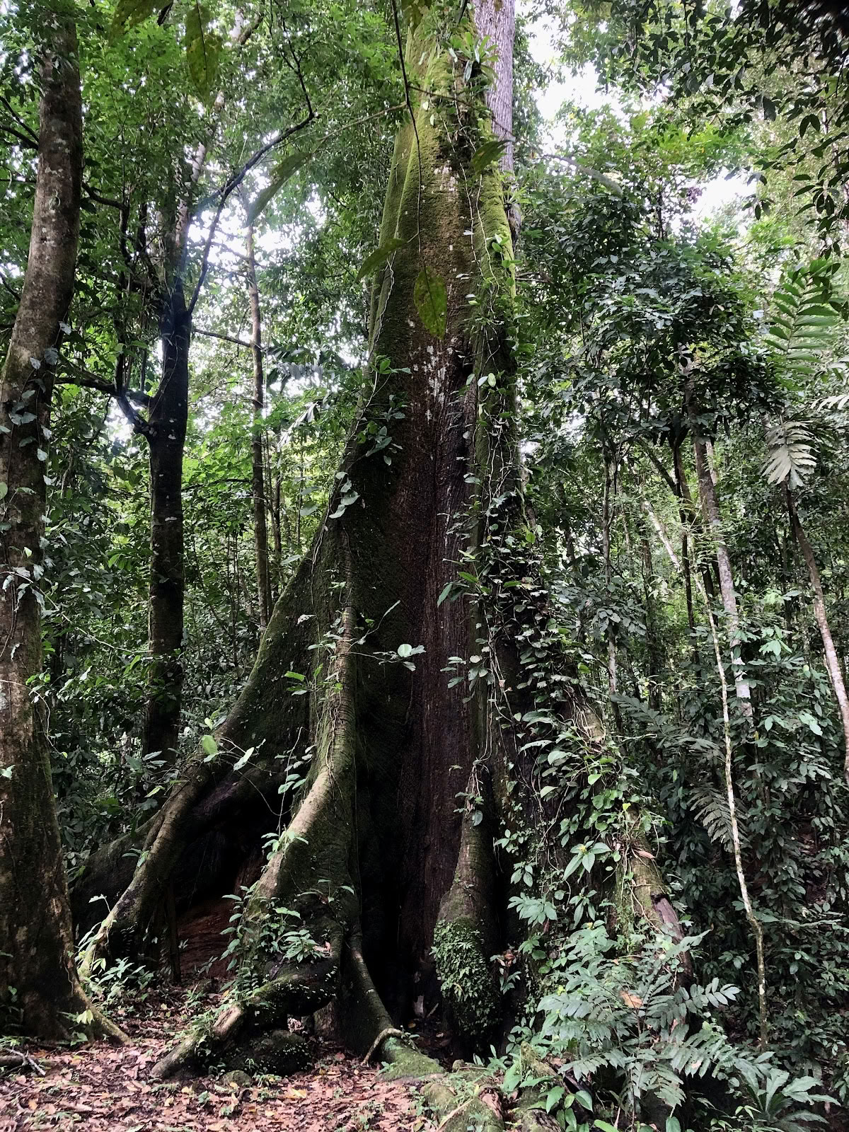 Yacumama Eco-dorp